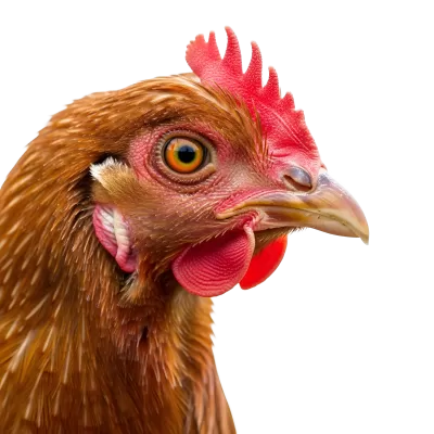 Imagen PNG para descargar